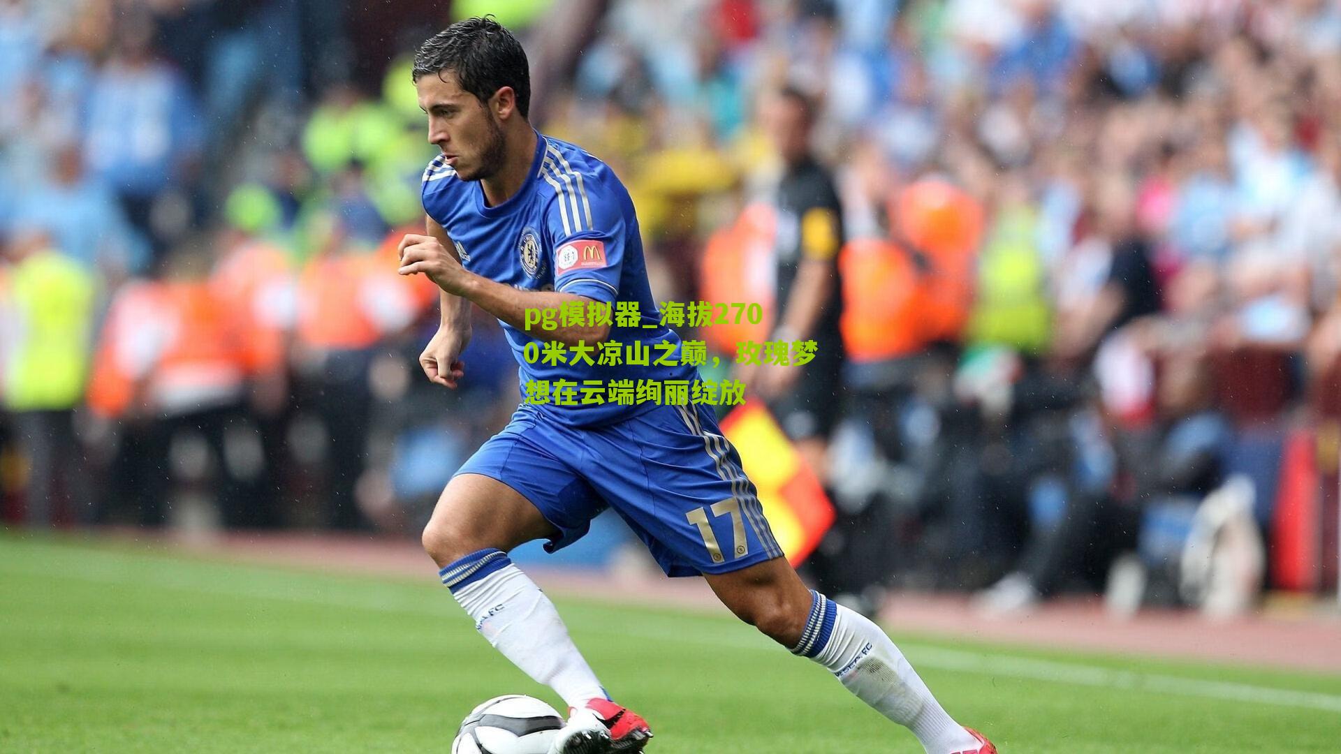 海拔2700米大凉山之巅，玫瑰梦想在云端绚丽绽放